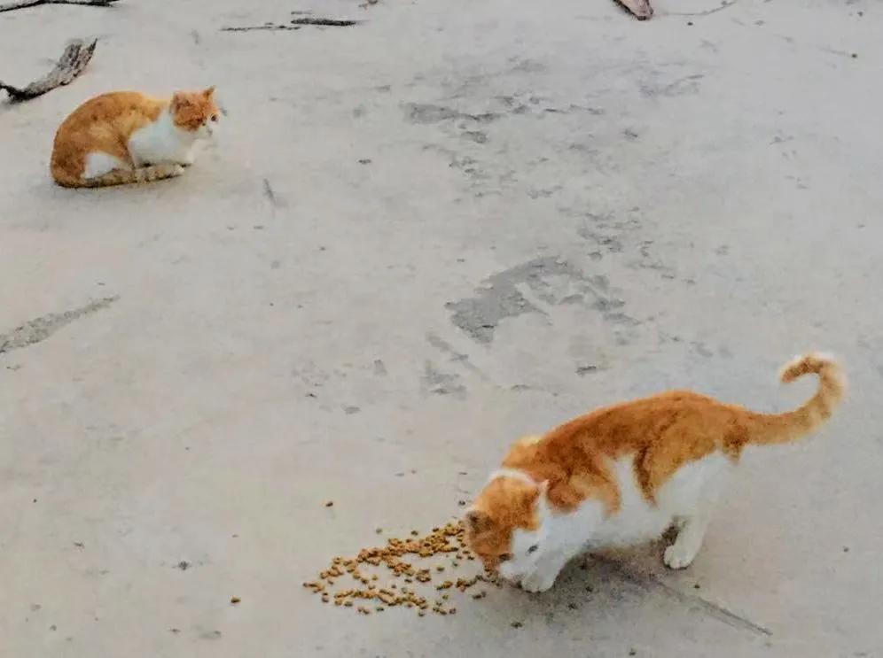 没有写完的黄猫胖太阳的故事