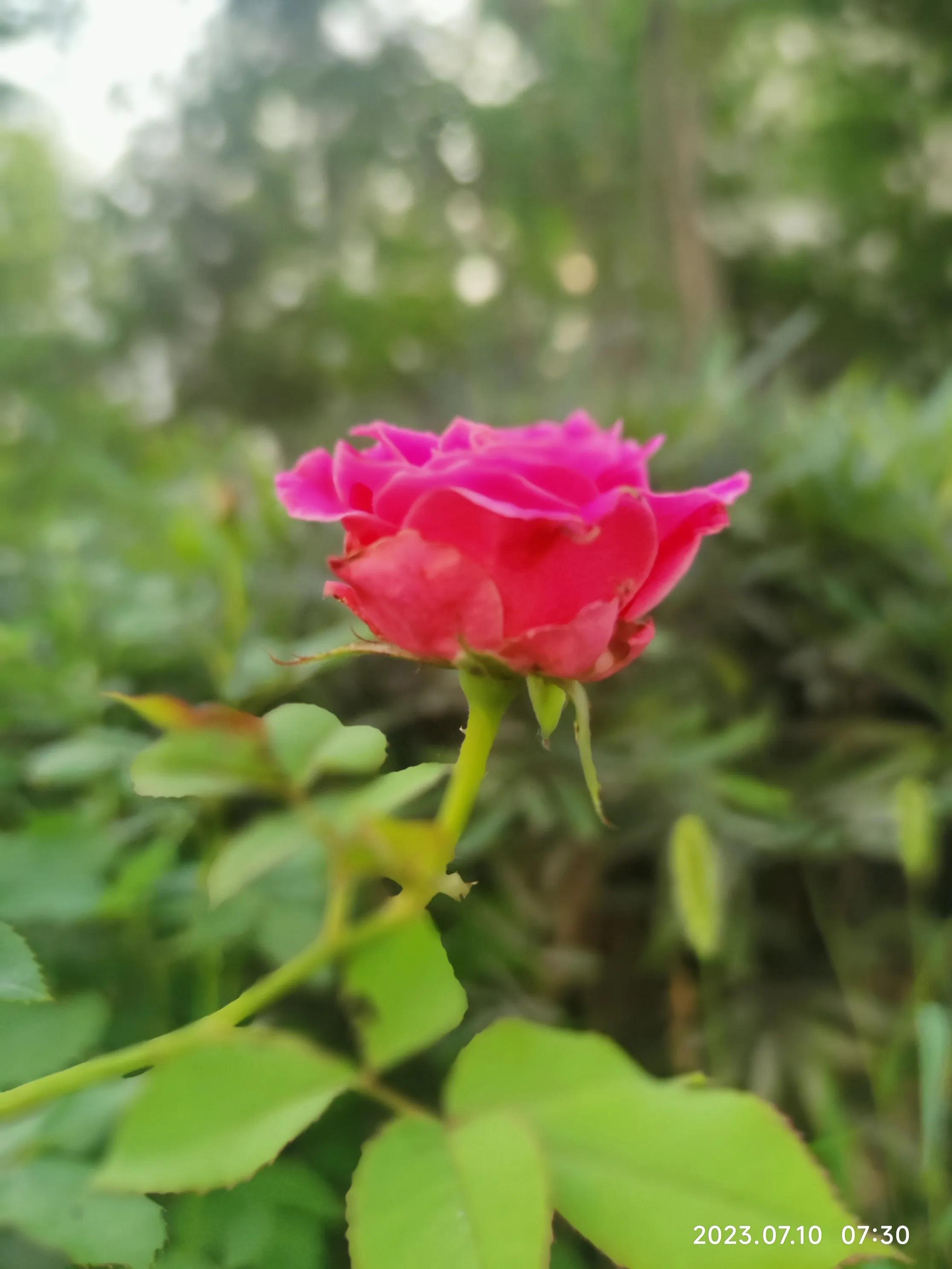 手机拍花如何拍出光斑,如何利用苹果手机拍花