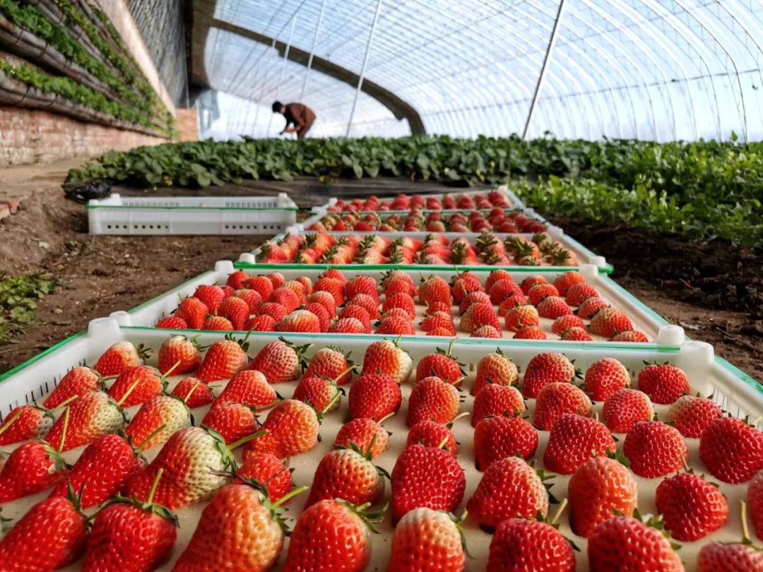 乡村振兴示范村典型案例规划设计,偏远山区乡村振兴示范村典型案例