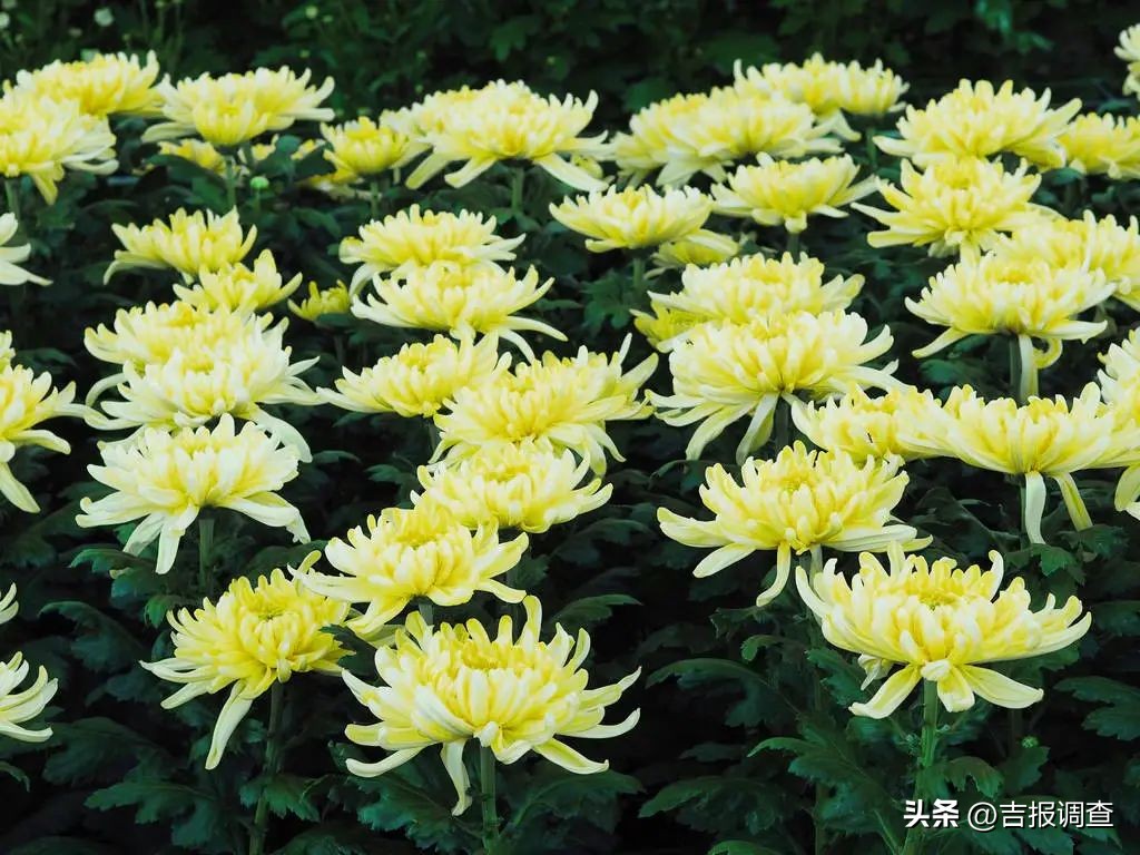 寒露时节请注意保暖,寒露至养生有讲究