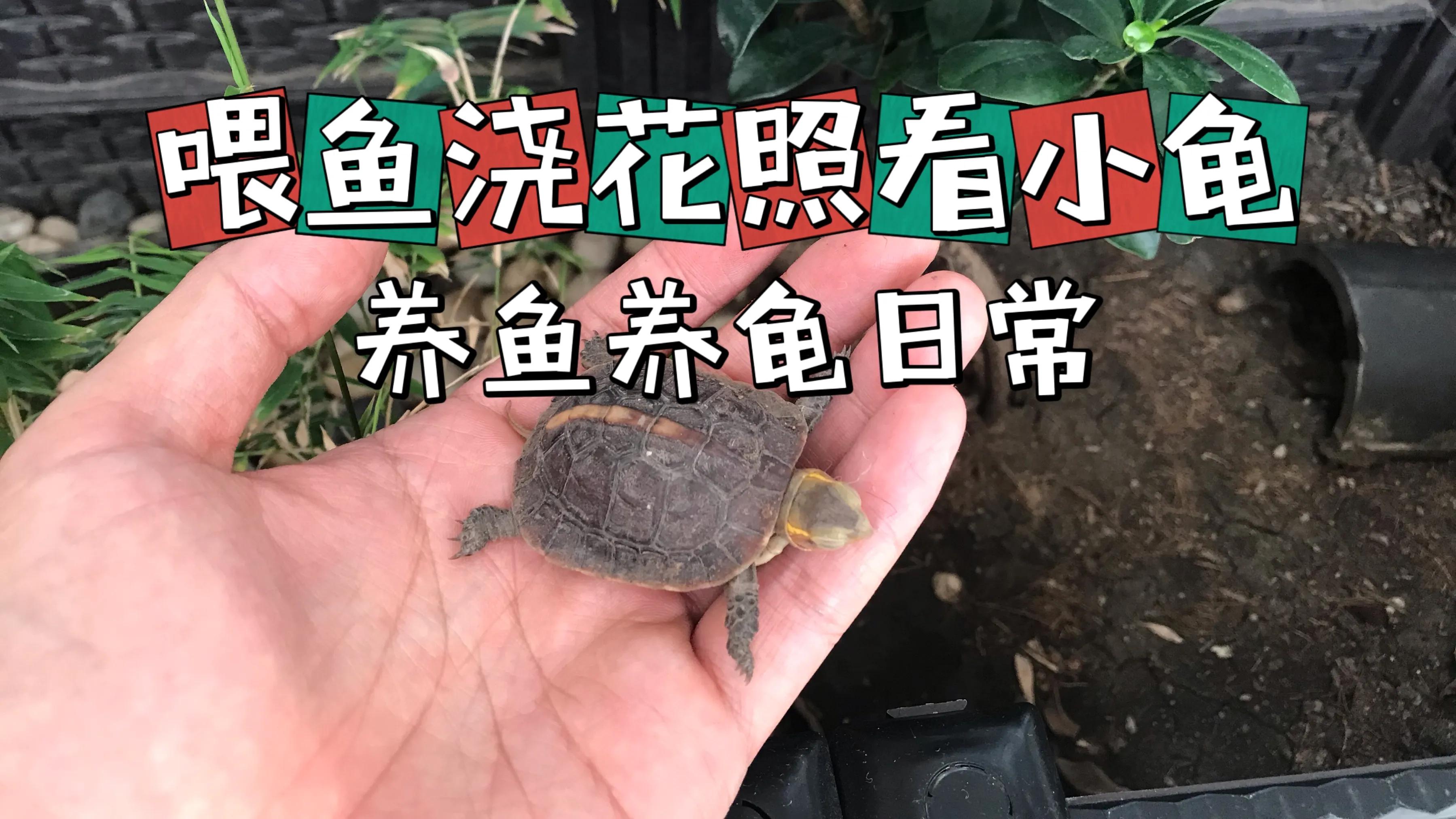 鱼池养龟乌龟怎么冬眠,我的养龟日记和养鱼日记