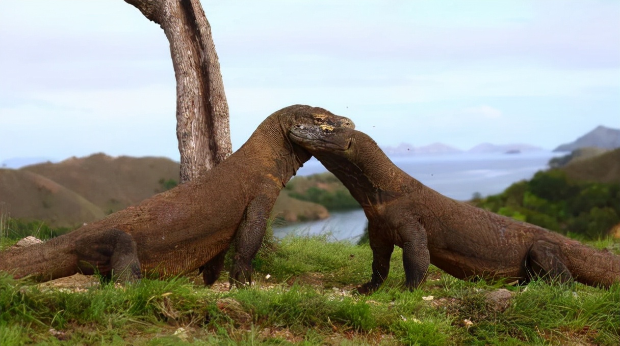 科莫多龙靠舌头猎食,科莫多龙捕食真实视频