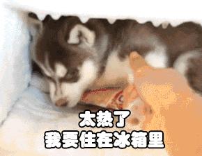 狗狗不吃食怎么办用什么药,狗狗不吃食怎么办