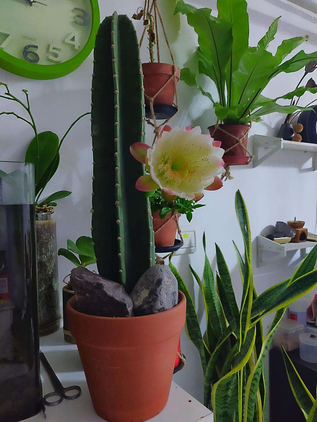 十种最吉利的镇宅绿植盆栽,阳台旺宅的大盆栽花