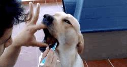 狗狗掉牙注意什么,狗狗掉牙的处理方法