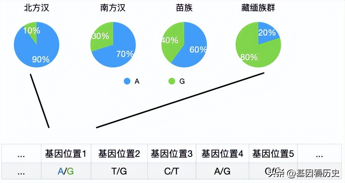日本人和朝鲜人基因比对,中国与欧洲人种基因优劣