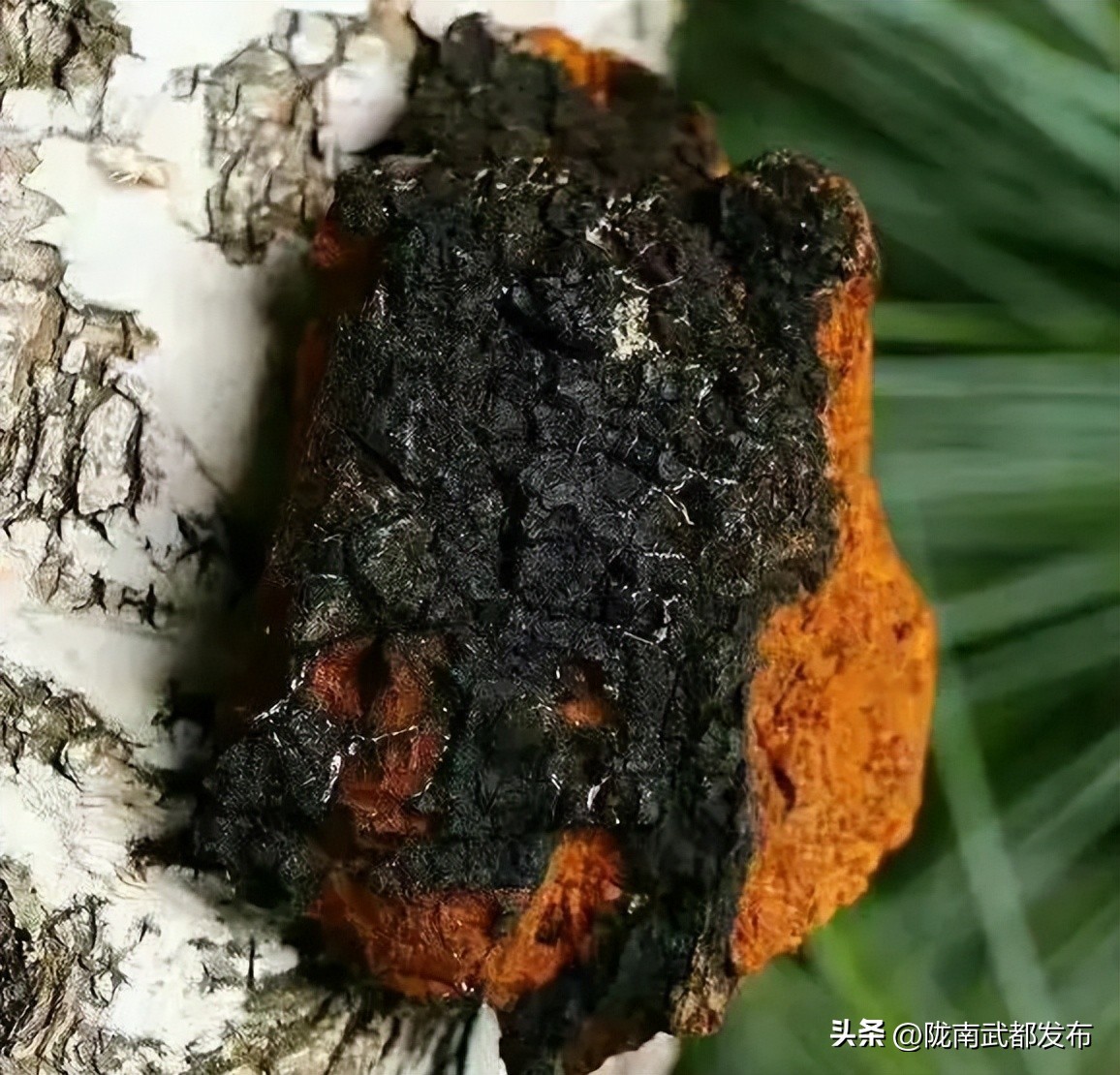 俄罗斯中草药进口中国前景,俄罗斯出口中国的商品草药