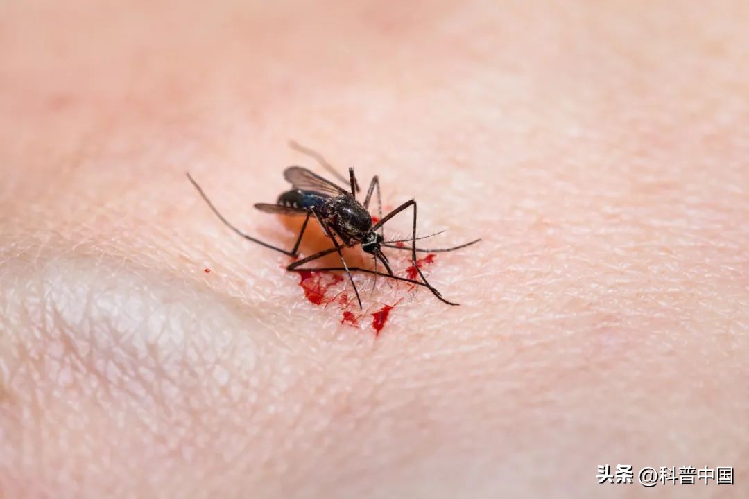 能催眠蚊子的音乐,音乐真的能催眠蚊子吗