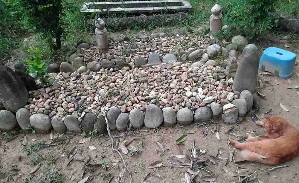 泪目！那只19岁的老猫绝食自杀了