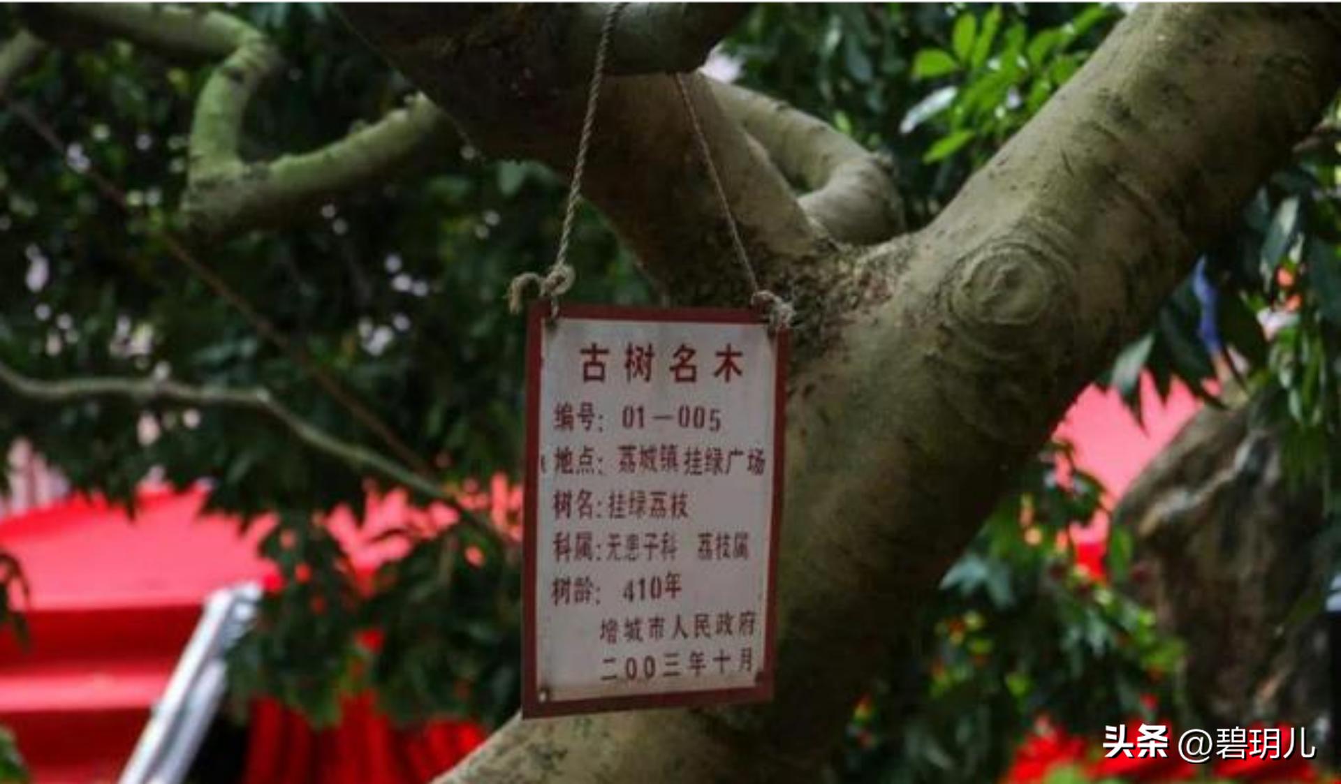 收购广西妃子笑现场,正宗广西妃子笑多少钱一斤