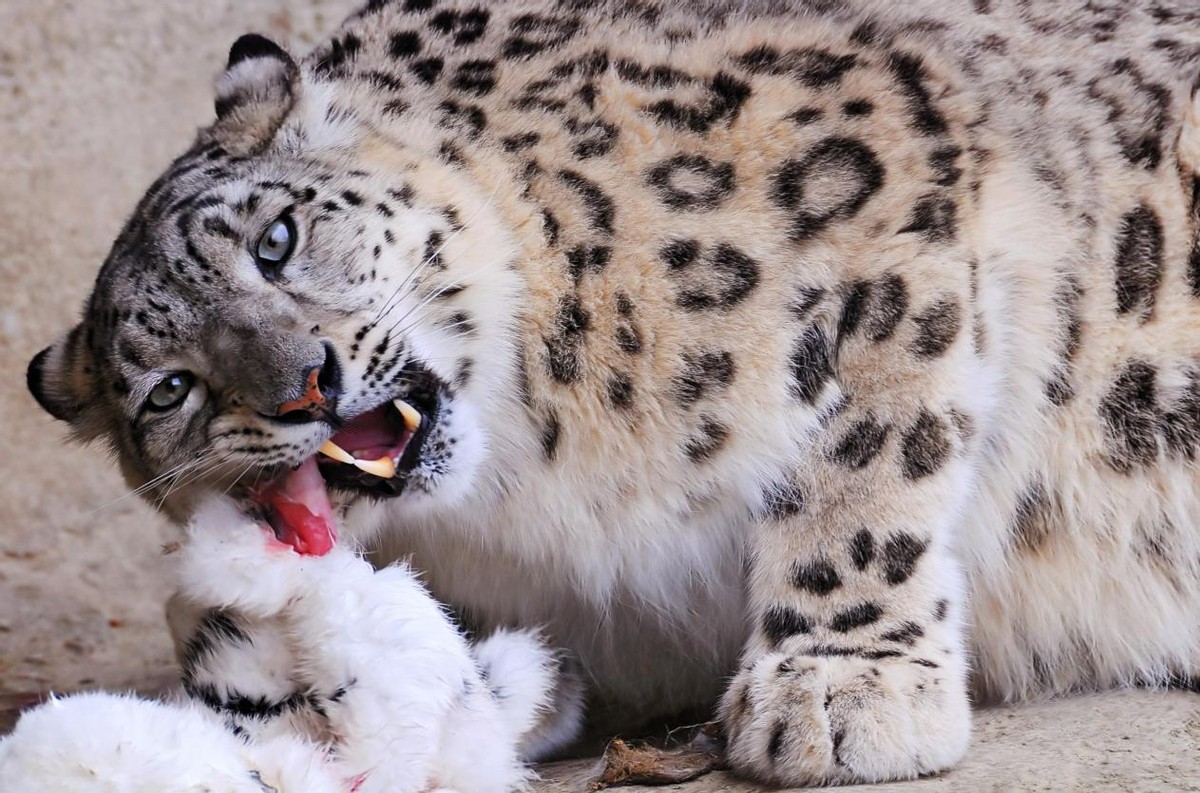 宁夏贺兰山保护区又发现一只雪豹,宁夏贺兰山时隔66年重现雪豹