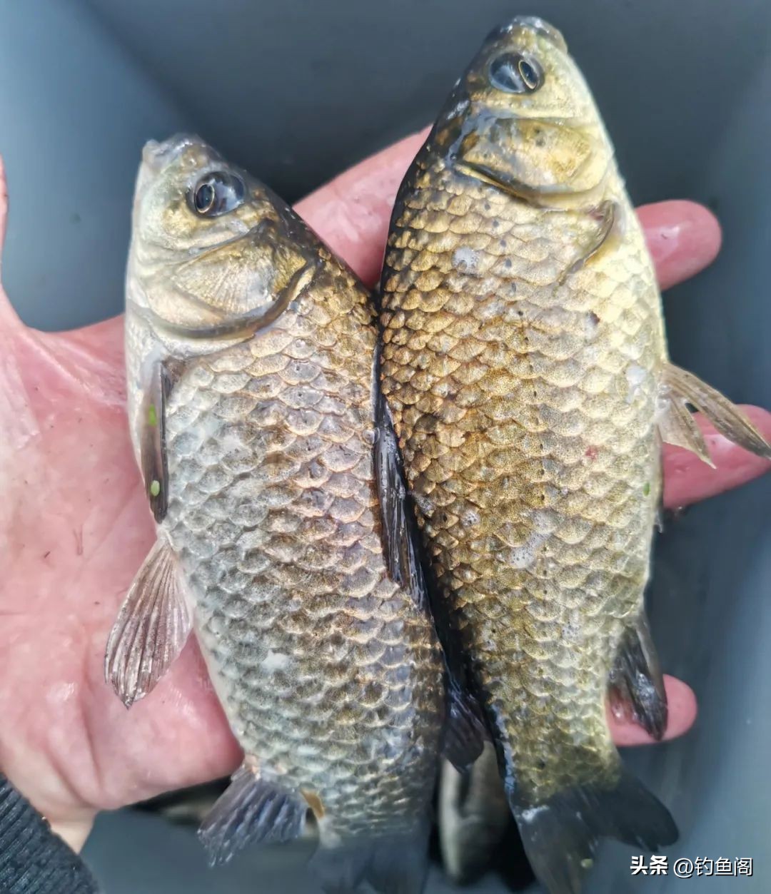 钓鱼六君子药酒肉桂,钓鱼六君子药酒主要针对哪些鱼种