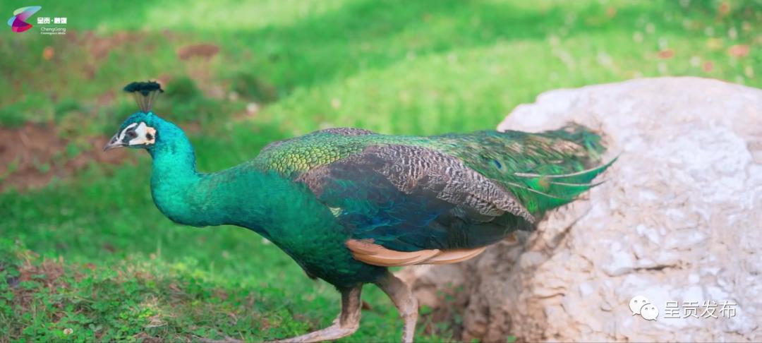 来呈贡上大学主播带你逛高校|云南艺术学院：西南艺术家的摇篮