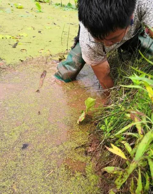 乡土散文论文,乡土散文耕地