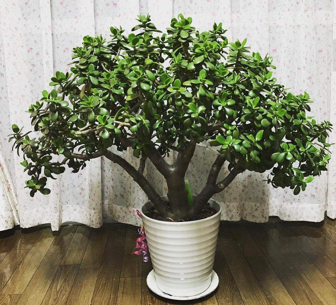 室内旺宅花盆栽好养,家庭养的最镇宅花