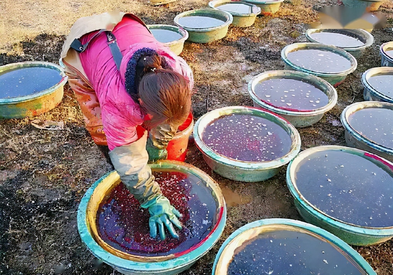 富贵险中求，1晚狂挣上万元，野河打捞红虫是怎样的“黑产”