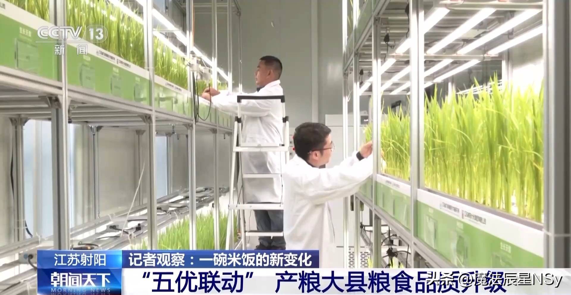 好粮大米,好粮好料出好酒