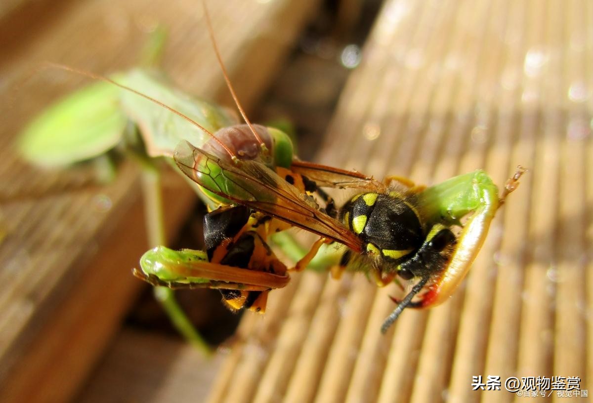 蟋蟀晚上一直叫怎么回事,蟋蟀躲在墙缝里一直叫