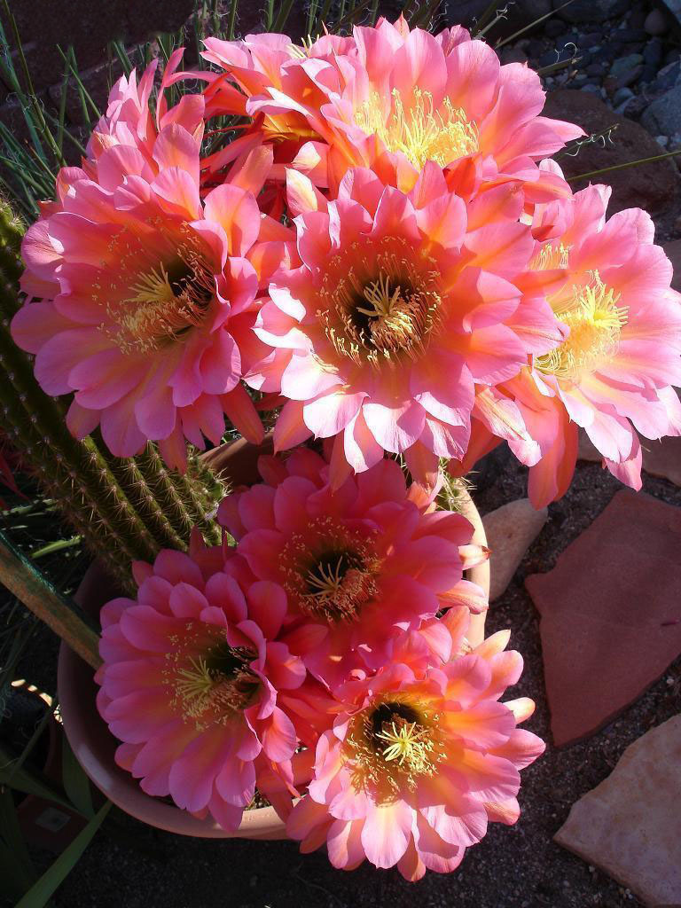 毛花柱仙人球品种大全,顶级精品仙人球花