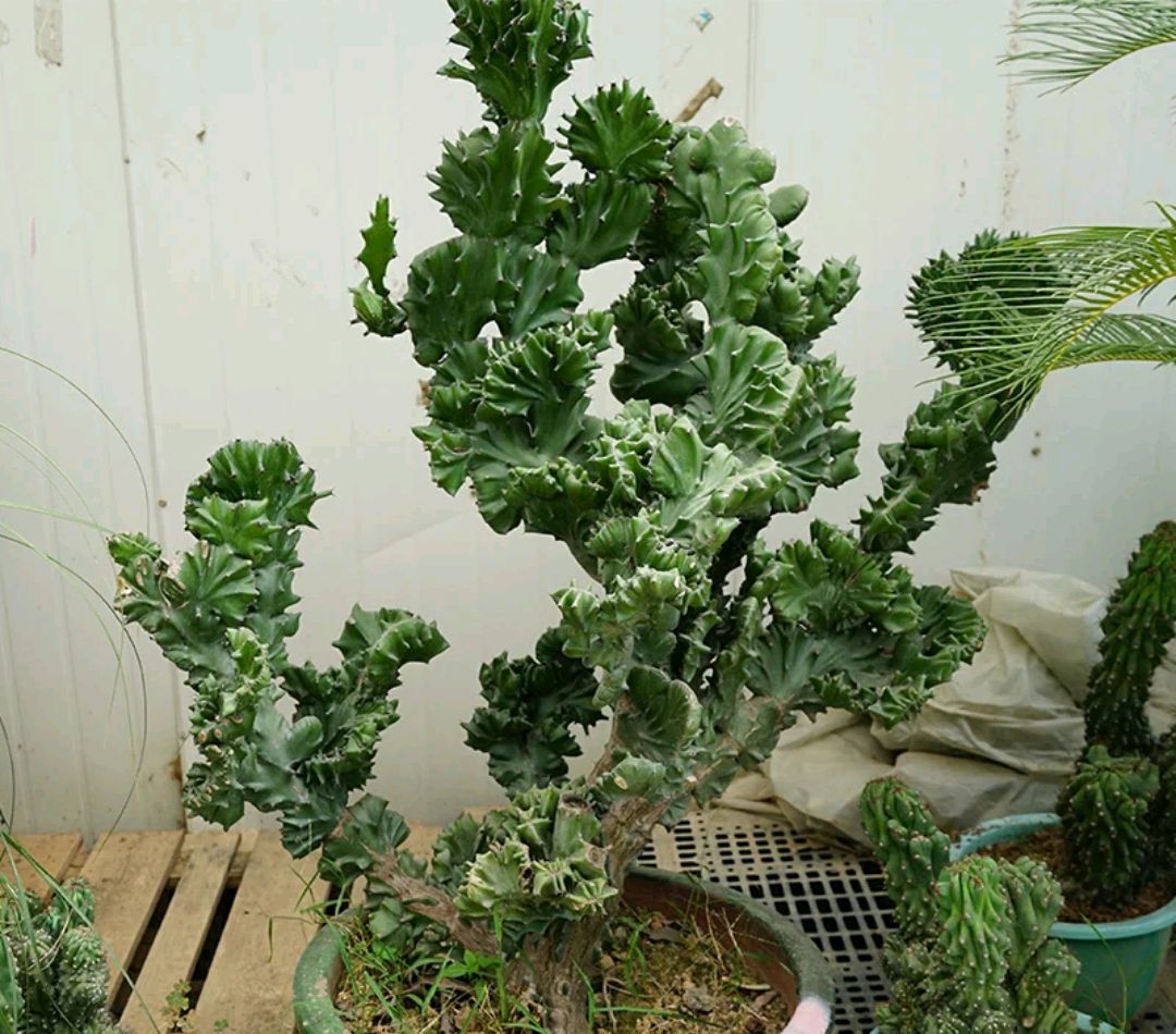 4种花颜值高养在家里超漂亮,家里养什么花招财又旺家