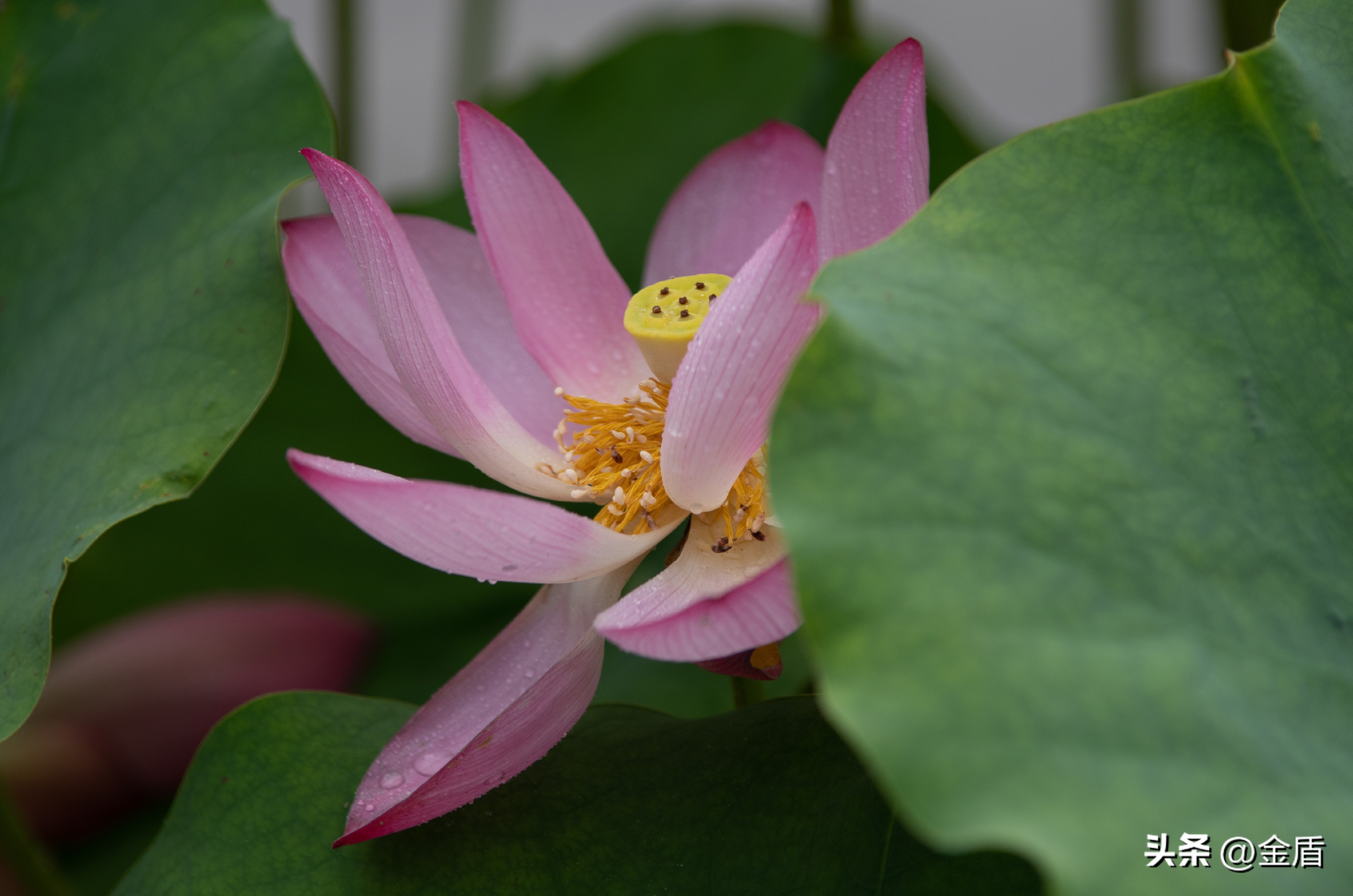 荷花的品格精神有哪些,荷花内在精神品质