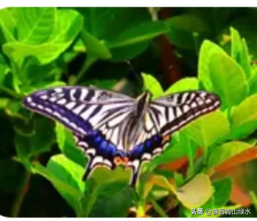 让我痴，让我醉，让我爱你没商量。