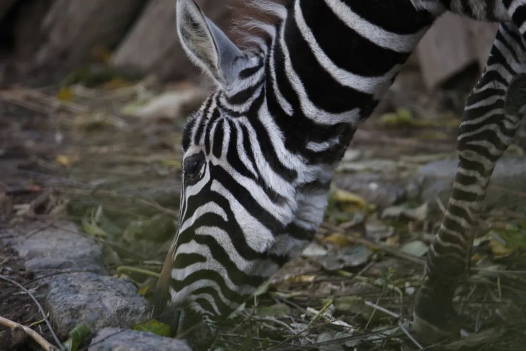 佳能eosr6markii相机镜头推荐,佳能eosr6mark2直出