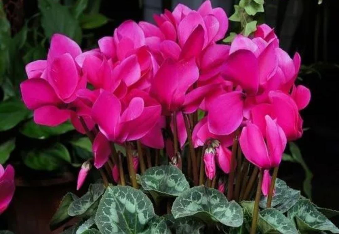 适合室内养的花卉净化空气图片,在家养什么花开花香又好看