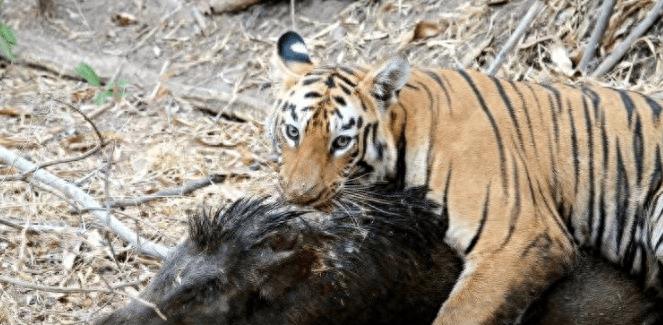 猛虎不吃肉,东北虎为什么被狮子咬死