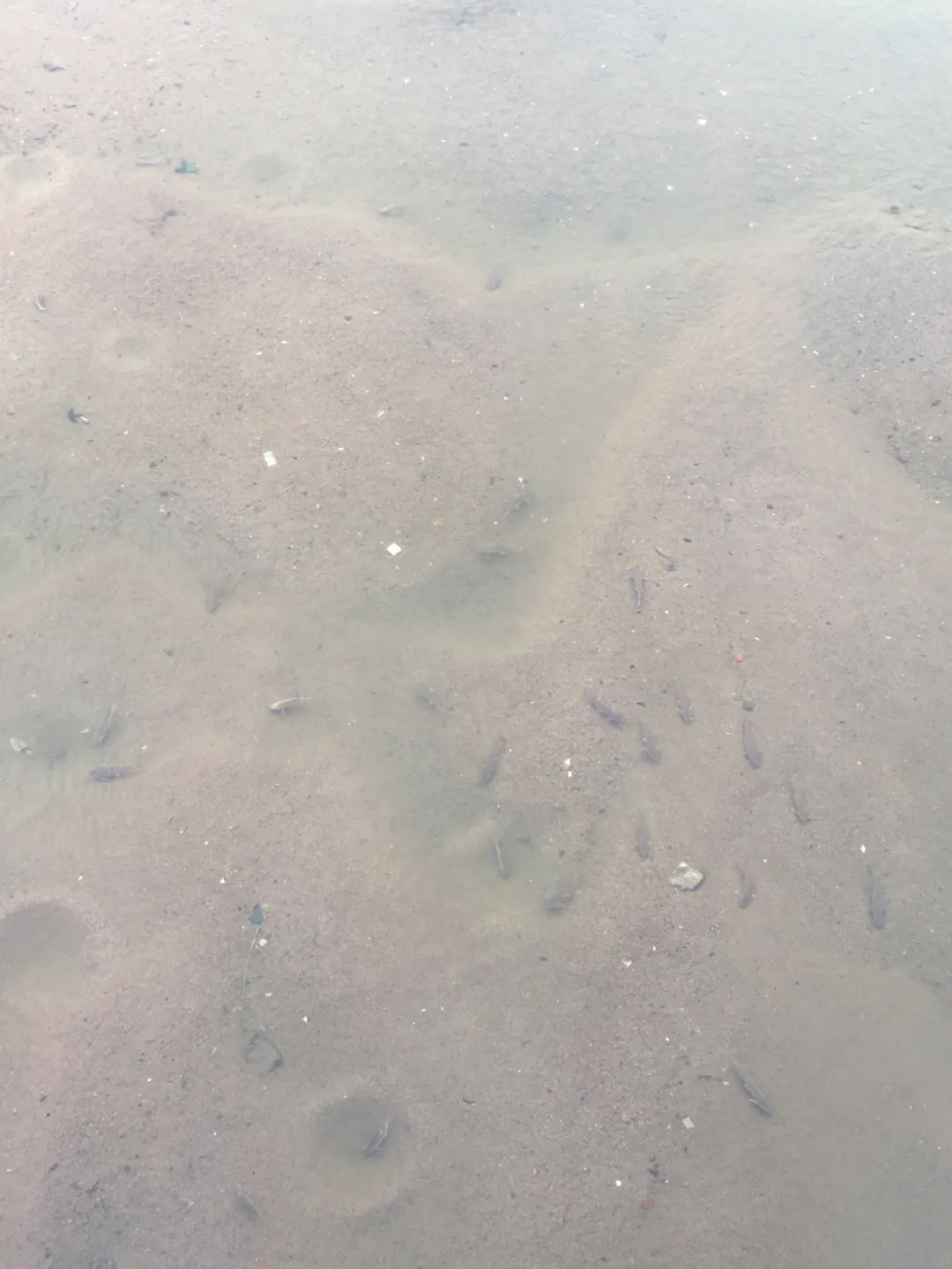 《旭光骑行深圳》第22站——龙华区观湖街道