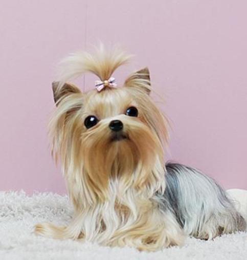 世界上最小的犬种排名,世界上最小的犬种是什么