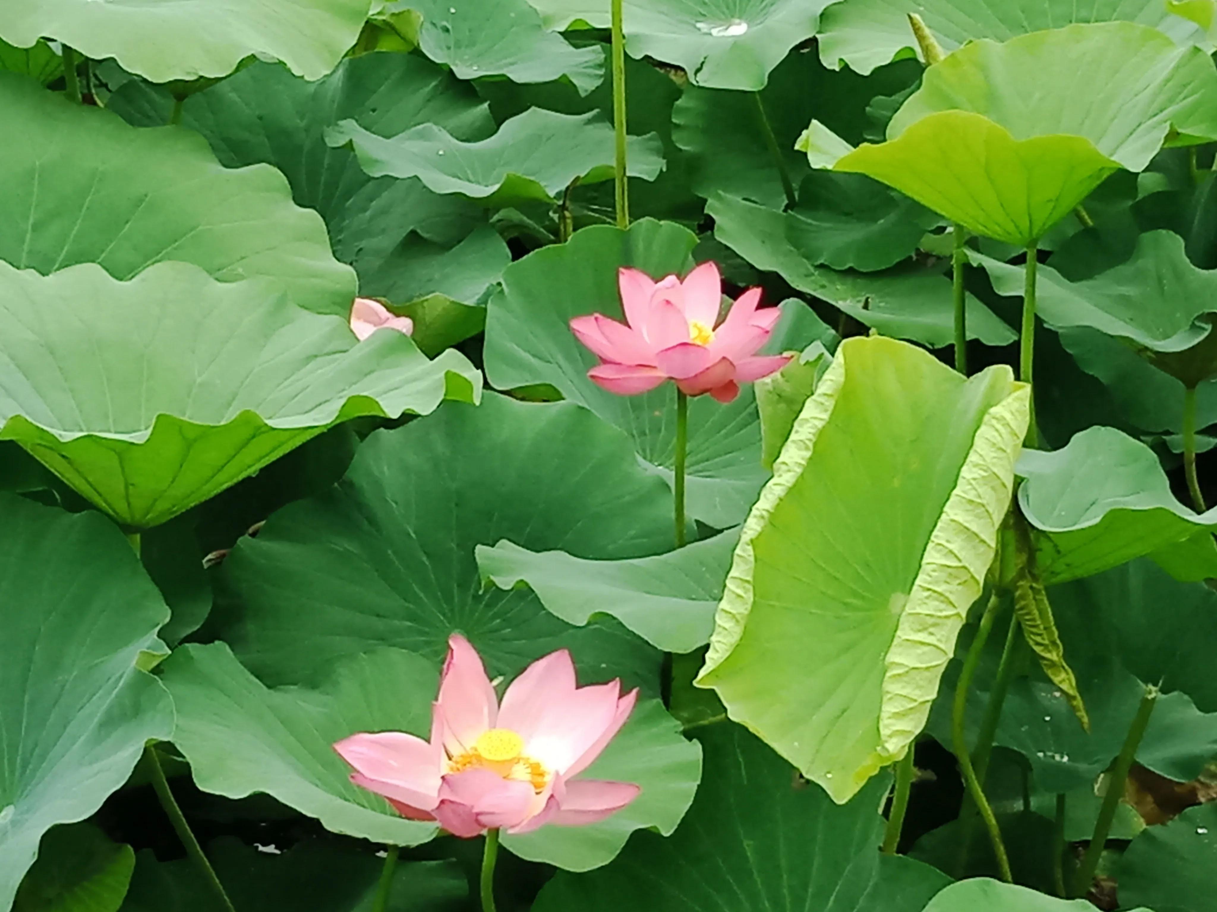 夏日的一抹淡红，点染了清凉的绿意