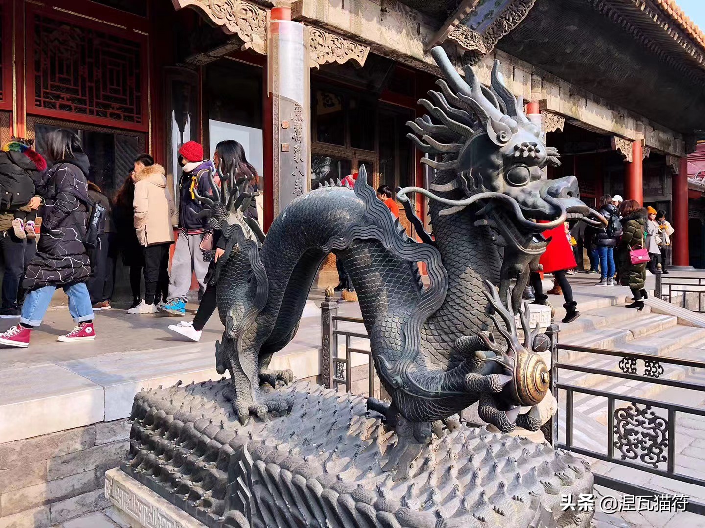 三花猫是中华田园猫还是宠物猫,田园三花猫幼崽购买