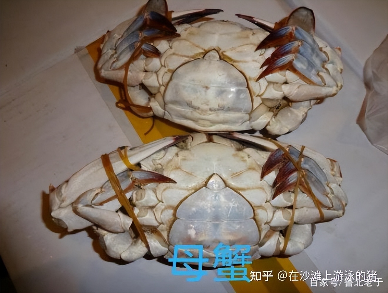 舟山活鲜梭子蟹,舟山鲜活梭子蟹