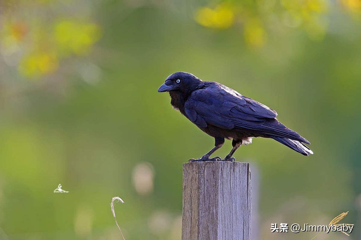 娓￠甫鏄笉涓圭殑鍥介笩,涓栫晫鍥介笩浼犲涔︾睄