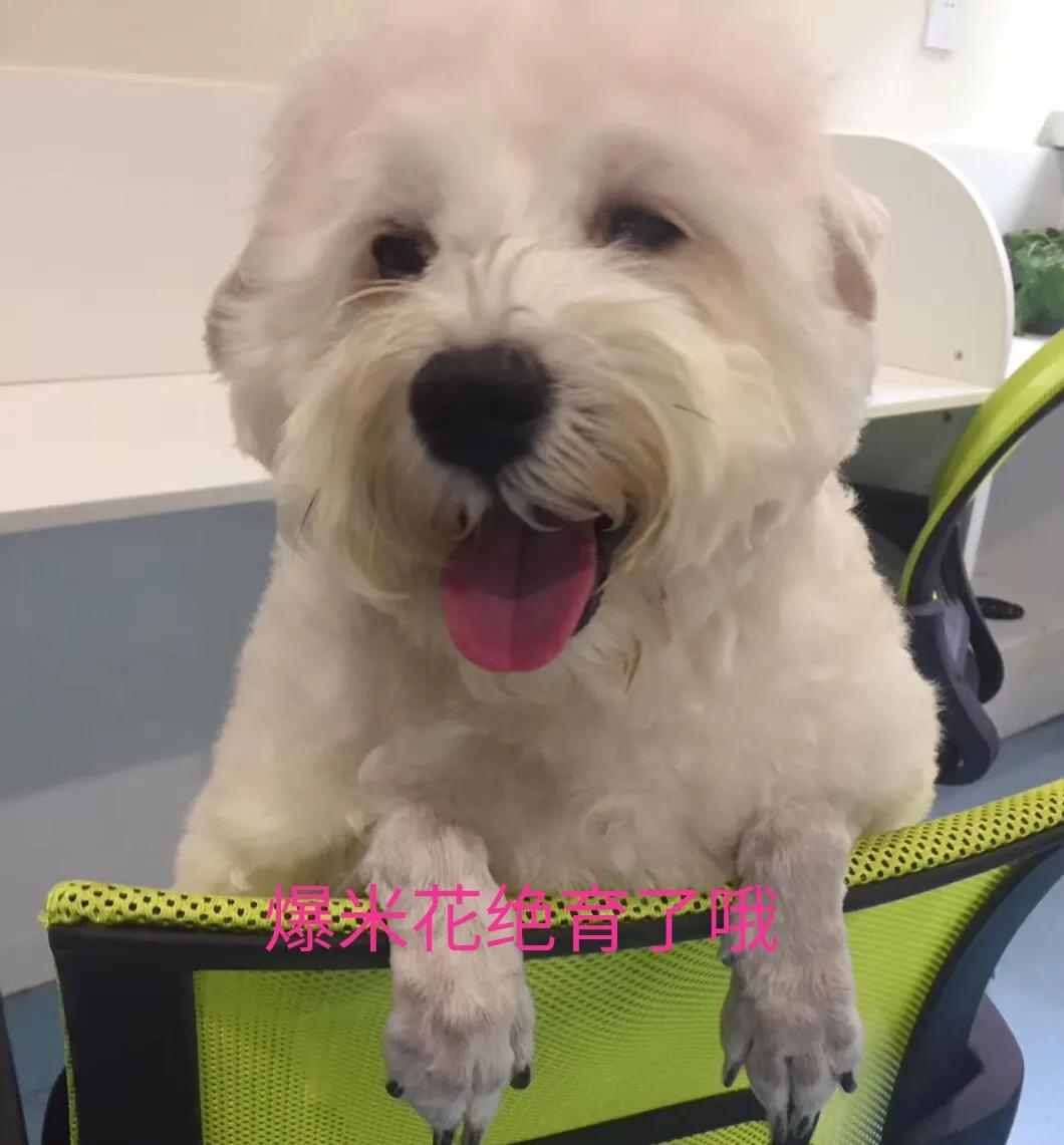 宠物绝育前，你需要知道的事