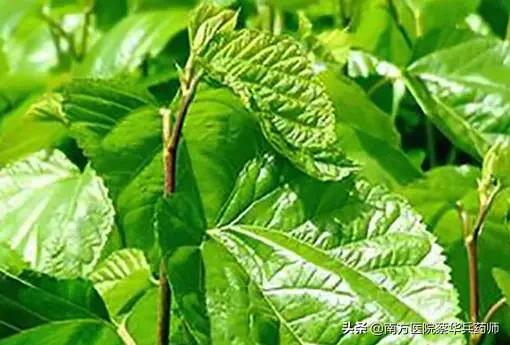 祛风湿关节筋骨疼屈伸不利的中药,一味草药治疗风湿关节肿痛偏方