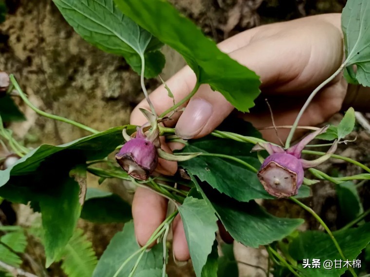 这种野果很清甜，它的根茎还是上好的煲汤辅料，可惜很多人不认识