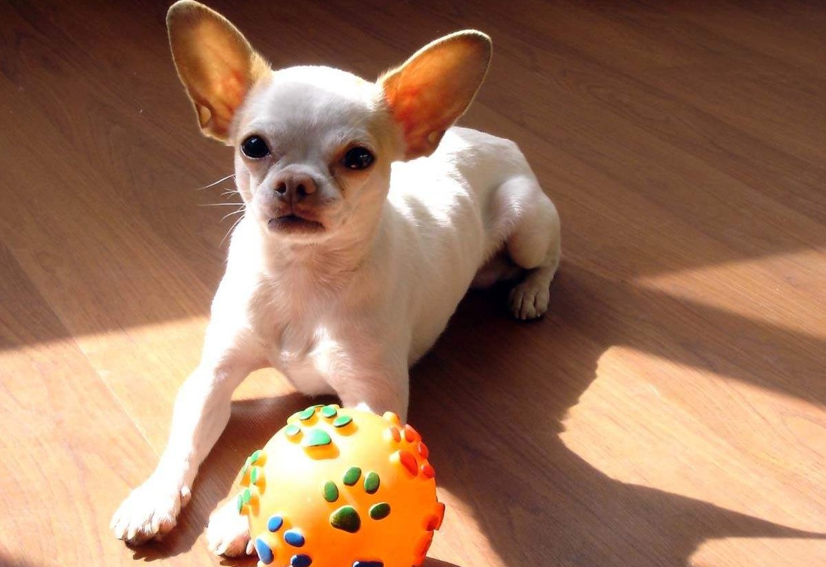 狗狗惧寒排行榜：最“怕冷”的6种狗，冬天就像它们的“地狱”