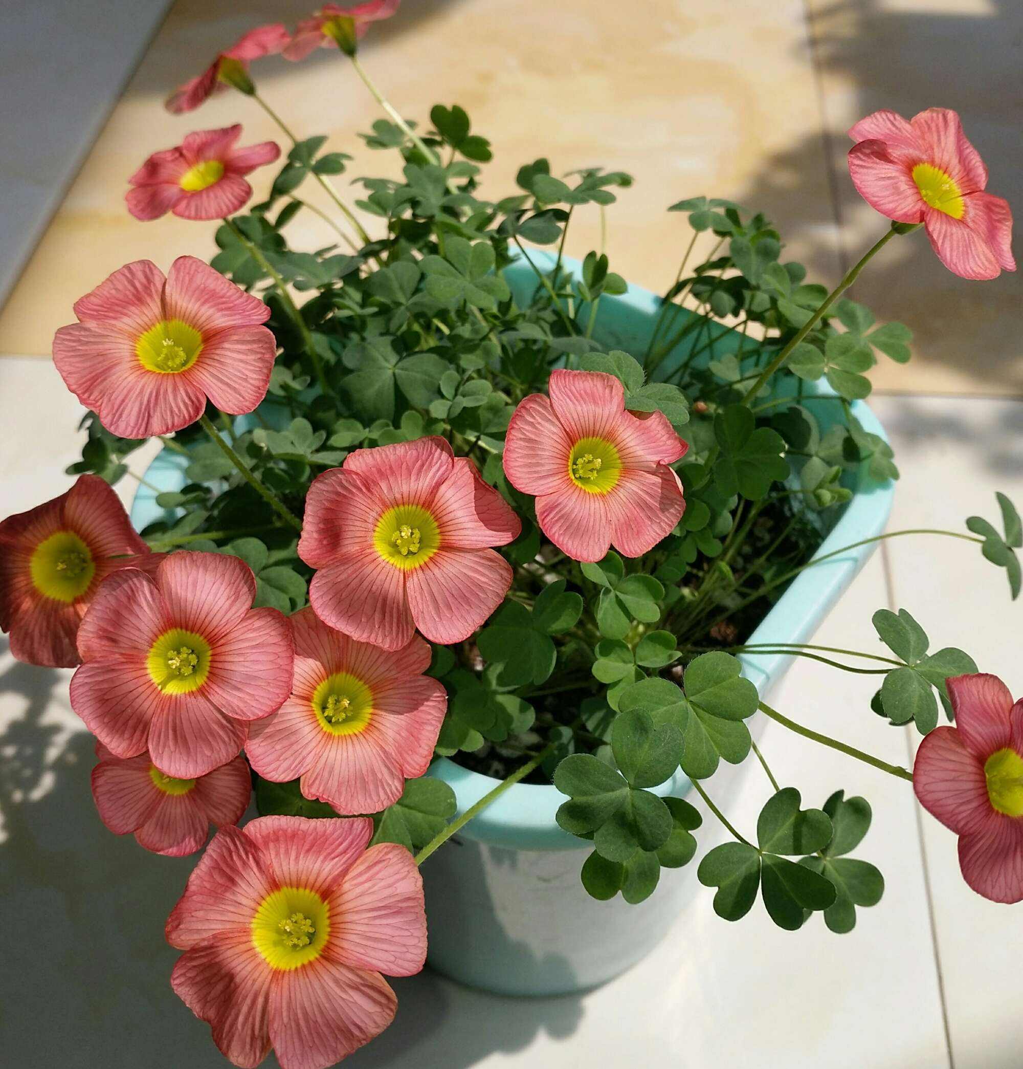 立夏已过进夏季,立夏已至百花齐放