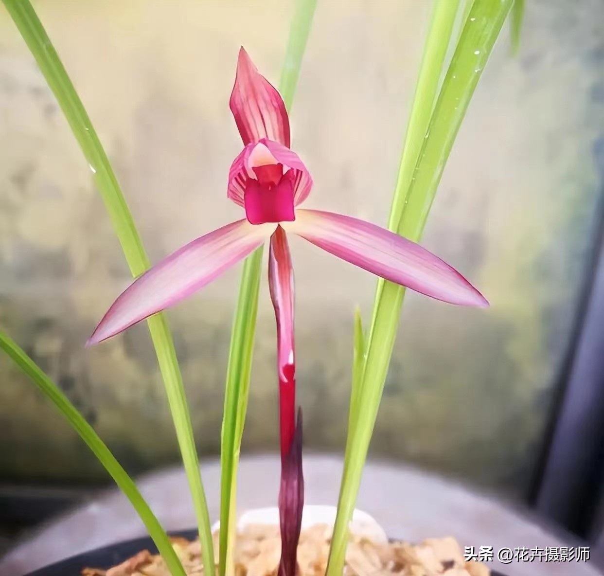 它是云南“草王”，也是高雅的象征，随便一开，就价值千金