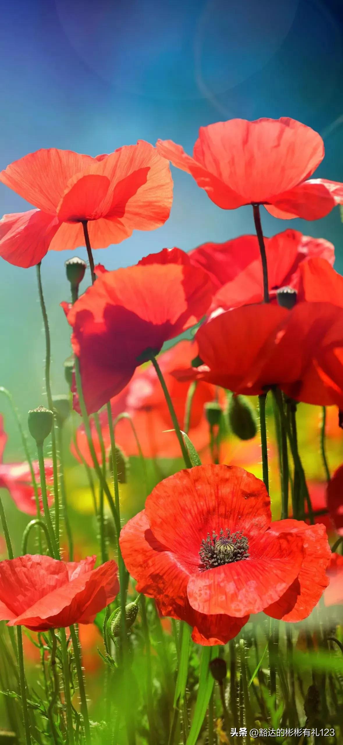 难得一见绝美一清二楚郁金香壁纸,难得一见雪景壁纸