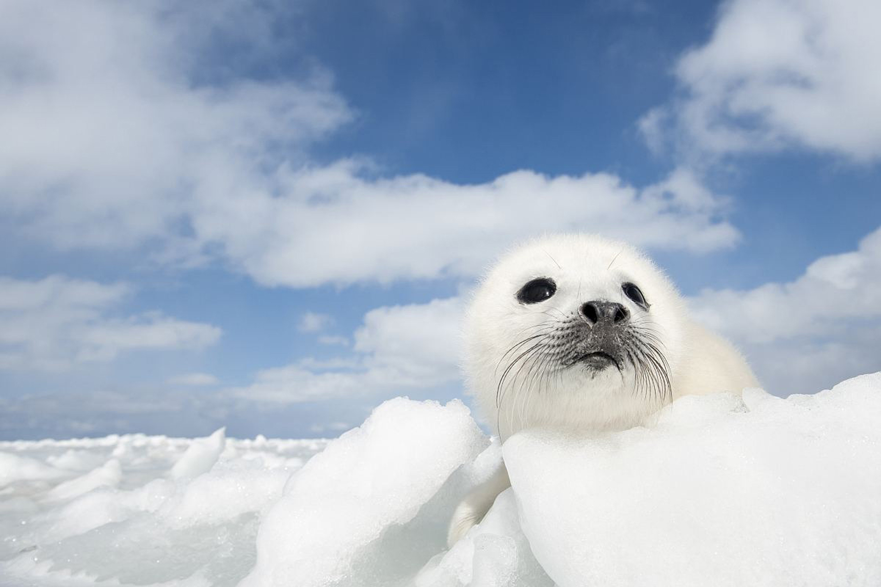 在我当船员的岁月里，我养大了一只海豹，尽管不舍也放它回归大海