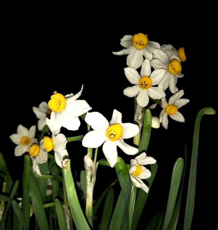 古诗词中的水仙花：飘零尘俗客再见水仙花