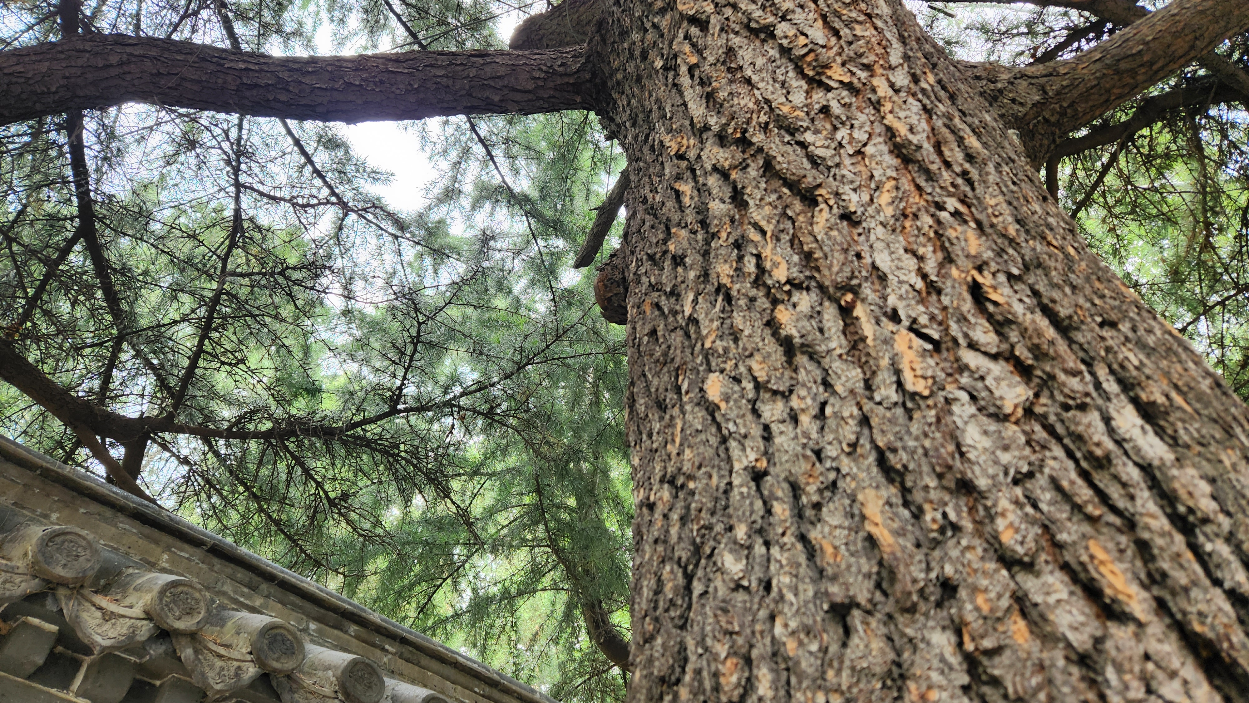 灞变笢鏇查槣娓稿涔嬫梾,鏇查槣娓稿鏈夋剰鎬濆悧