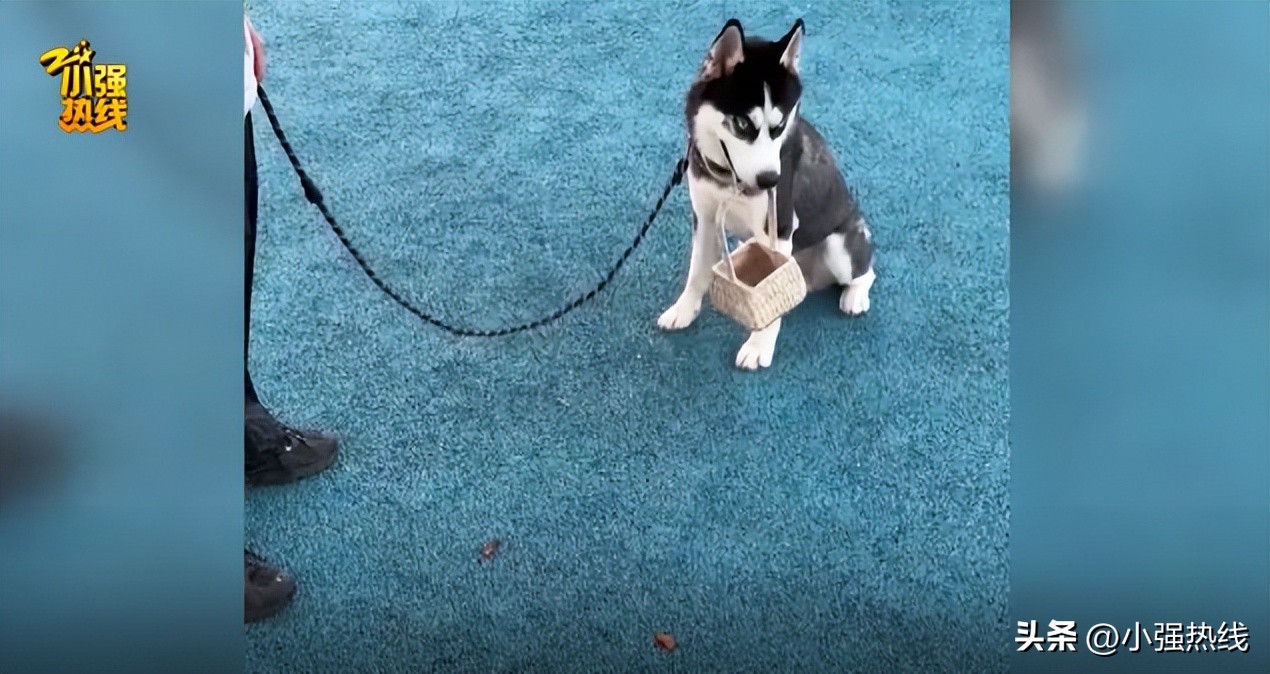 杭州重金寻狗启事,天价寻狗启事事件真相来了