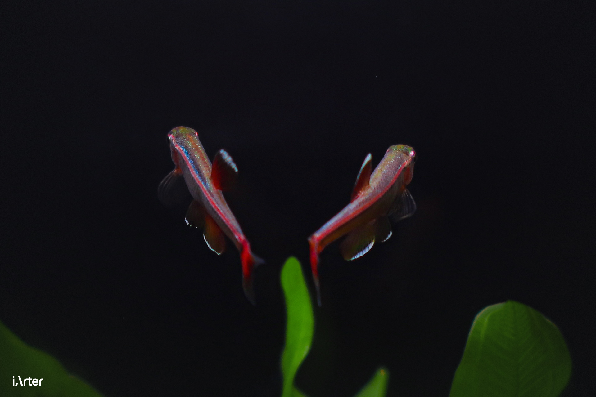 挑战不可能户外,不打氧不过滤不给碳的生态缸