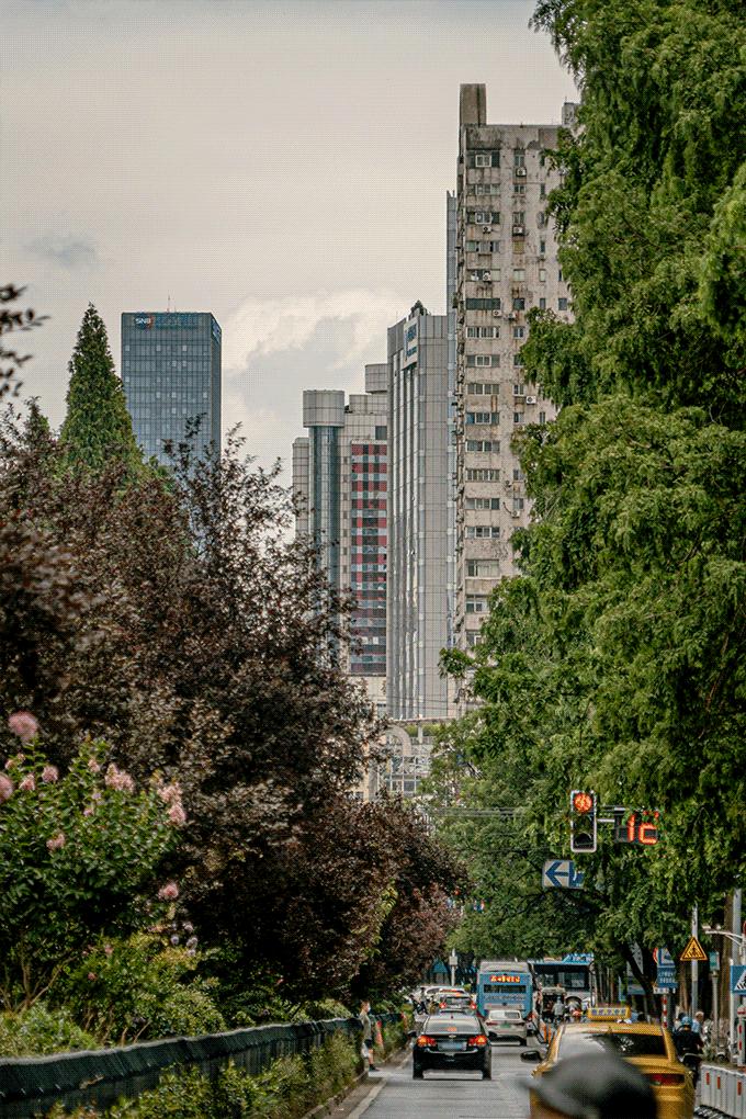 梧桐树寄托乡愁的诗句,关于南京的梧桐树文章