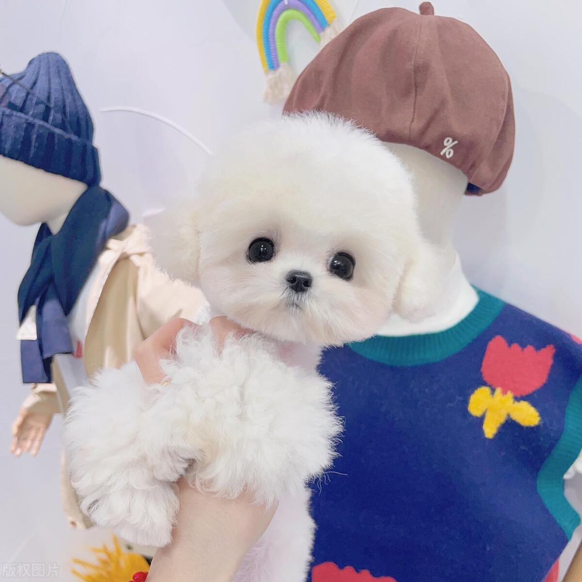 女生适合养什么狗狗可以保护自己,不咬人适合女生养的狗是什么狗