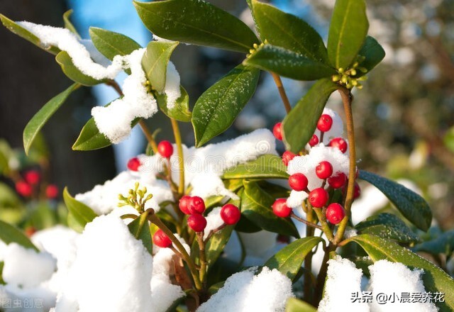 冬青树开花香吗,冬青开花后如何养护好结果